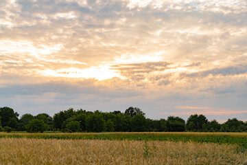 Obraz premium Evening sky, sunset behind the clouds. Field of wheat and corn.