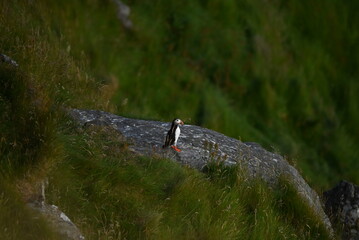 Antlantic Puffin over coastal landschape on Runde, Norway. Seabird, nature and wildlife photography