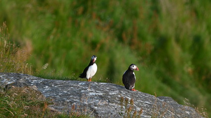 Antlantic Puffin over coastal landschape on Runde, Norway. Seabird, nature and wildlife photography