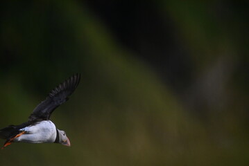 Antlantic Puffin over coastal landschape on Runde, Norway. Seabird, nature and wildlife photography