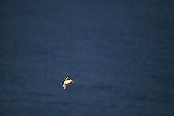 Antlantic Puffin over coastal landschape on Runde, Norway. Seabird, nature and wildlife photography