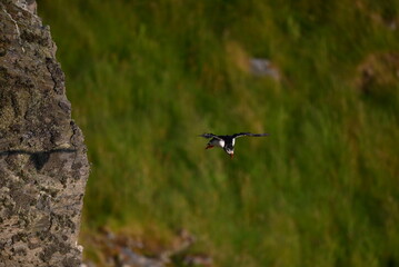 Antlantic Puffin over coastal landschape on Runde, Norway. Seabird, nature and wildlife photography