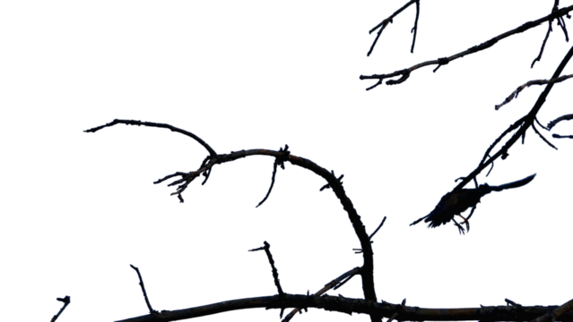 silhouette of tree branches