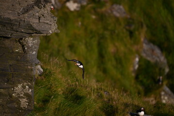 Antlantic Puffin over coastal landschape on Runde, Norway. Seabird, nature and wildlife photography