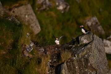 Antlantic Puffin over coastal landschape on Runde, Norway. Seabird, nature and wildlife photography