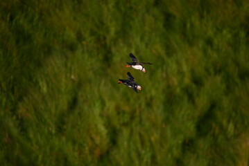 Antlantic Puffin over coastal landschape on Runde, Norway. Seabird, nature and wildlife photography