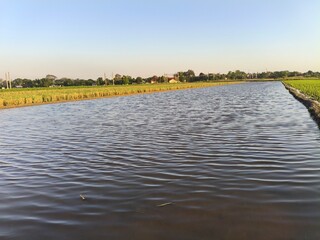 a large river flowing through the rice fields