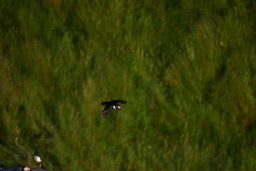 Antlantic Puffin over coastal landschape on Runde, Norway. Seabird, nature and wildlife photography