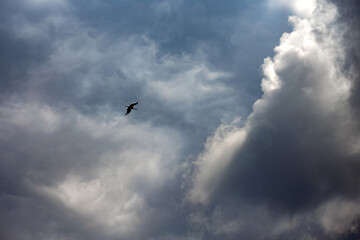 A bird flies against a cloudy sky. Horizontal shot.