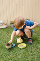 Child feeding goslings in backyard: learning responsibility and animal care