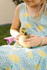 Young girl gently holding a fluffy gosling