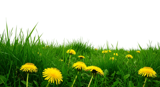 Vibrant green grass with blooming yellow dandelions isolated on transparent background