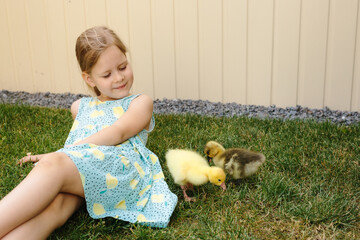 Young girl caring for goslings in backyard