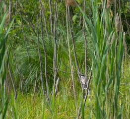 An eastern kingbird in the marsh
