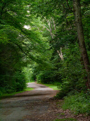 Obraz premium A walk through the dark woods