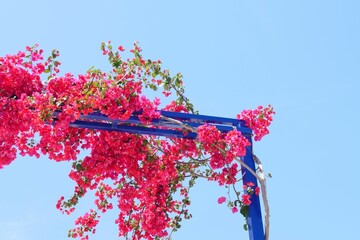 Pink Bougainvillea on Blue Trellis
