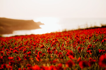 Polly Joke Poppies