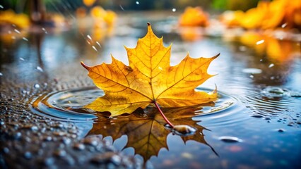 A vibrant maple leaf rests in a puddle during an autumn rain