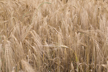 Ears of wheat on a cloudy autumn day