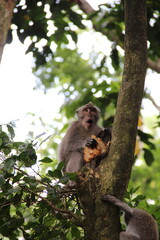 monkey