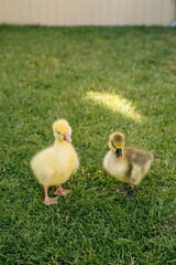 Two cute goslings standing on green grass in backyard