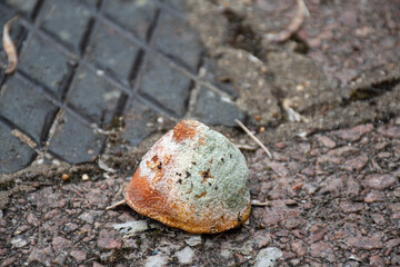 old mouldy lemon left outside