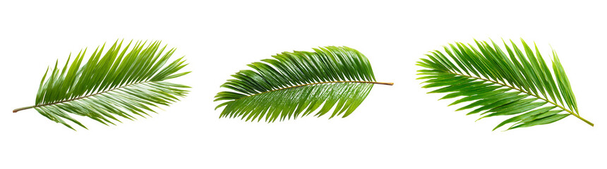 Fototapeta premium Tropical Palm Leaves Collection on Transparent Background