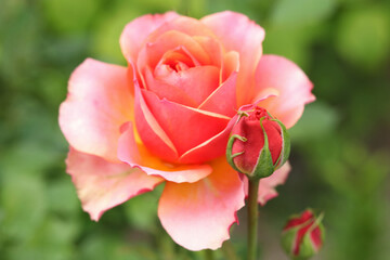pink rose in garden. Close-up of a single red rose in full bloom on a soft green background. Symbol...