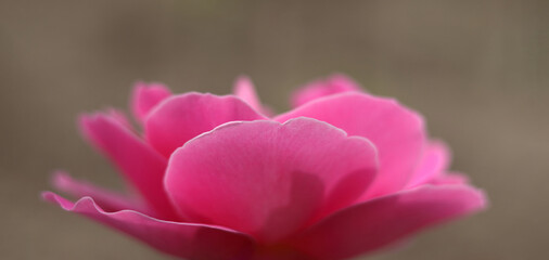 Soft pink rose petals in extreme close-up. Delicate texture, pastel tones, and natural curves create an abstract floral background. Ideal for beauty, nature, or romantic themes.