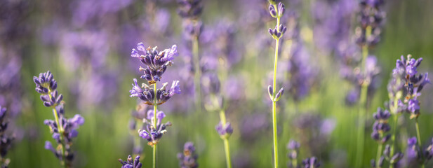 Lavendel Bokeh