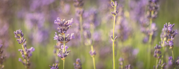 Lavendel Bokeh