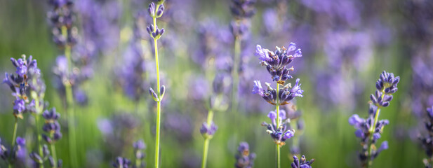 Lavendel Bokeh