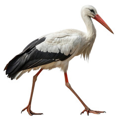 Fototapeta premium White stork walking gracefully against a plain white background