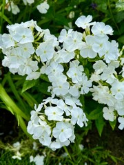 Cluster of white phlox flowers in lush summer garden – Botanical Beauty Series