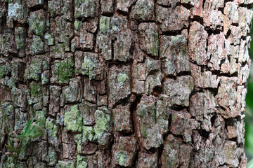 tree bark texture