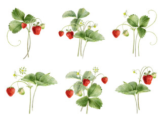 Set Watercolor illustrations of Strawberry branch with fruits, leaves and flowers. Wild strawberry Bush with runners and greenery. Isolated botanical clipart for package, cosmetic, agriculture farming