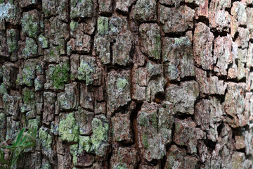 Tree Bark Texture