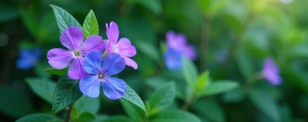 delicate purple and blue hues of forget-me-not flowers against a leafy background, natural, foliage
