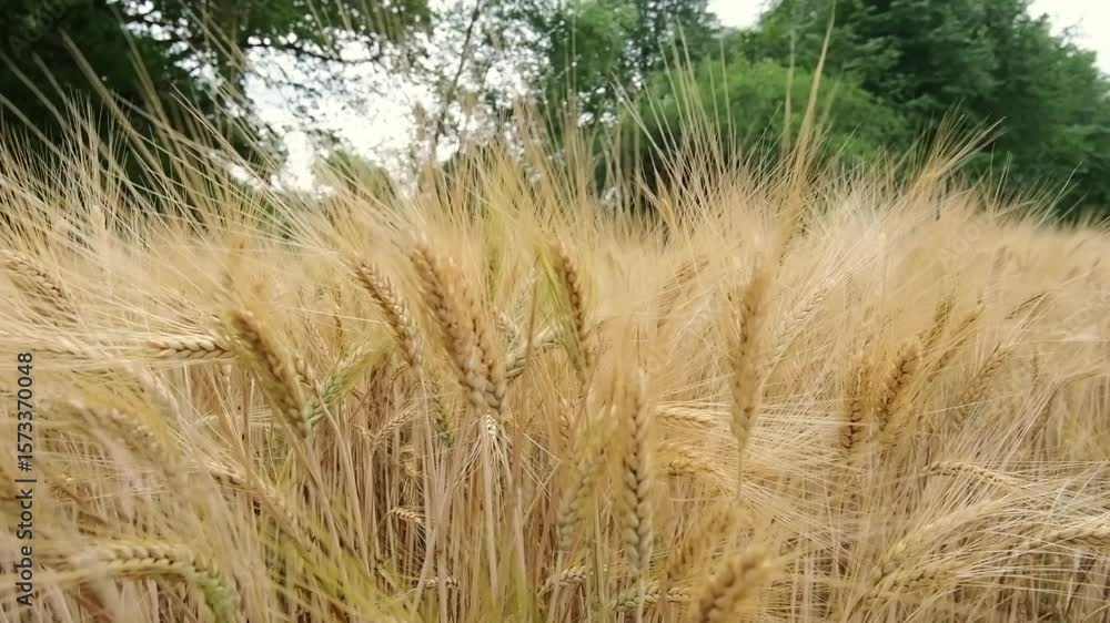 Poster field of golden wheat with a few trees in the background