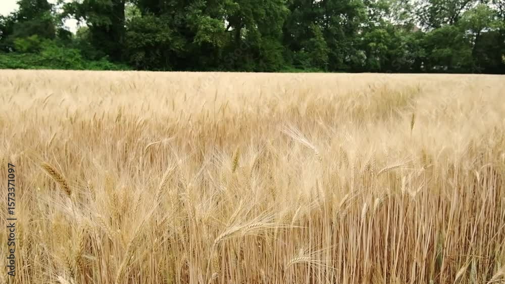 Poster field of golden wheat with a few trees in the background