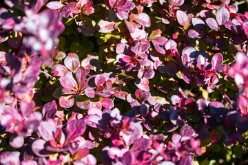 Close up of a bush of barberry bushes in the garden.