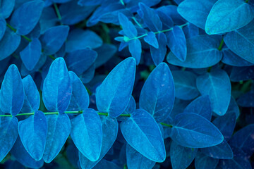 Blue eucalyptus leaves in the garden, Thailand. © Elena