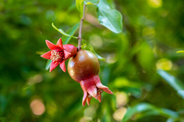 Ripe pomegranate fruit on a branch with green leaves