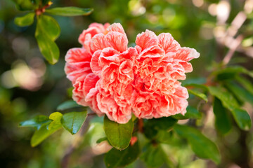 Rhododendron blossom on a green background. Shallow depth of field