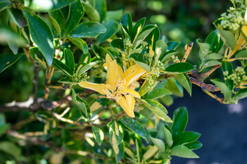 Yellow flowers of ylang-ylang, also known as Chinese ylang-ylang, Chinese ylang-ylang, or Chinese ylang-ylang.