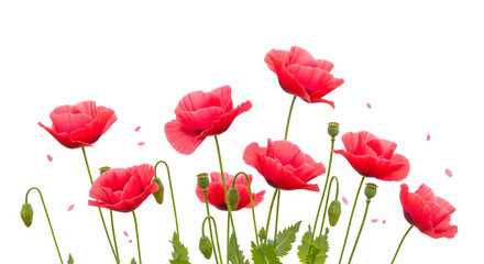 Fototapeta premium Red Poppy Flowers Arrangement, isolated on white background