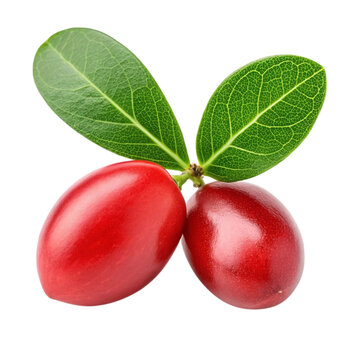 Two vibrant red oval shaped karonda fruits with green leaves on a black background isolated studio shot