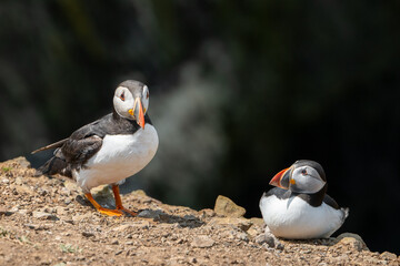 A pair of Atlantic Puffins, fratercula arctica, resting on a cliff edge