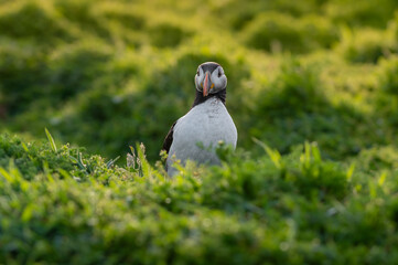 Obraz premium A fratercula arctica, commonly known as an Atlantic Puffin, surrounded by daisies just after dawn sunrise