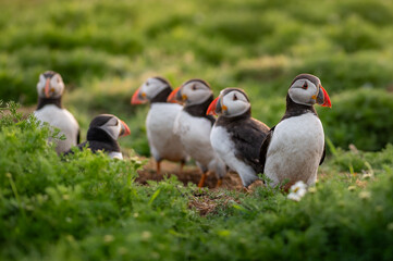 Get your puffins in a row 